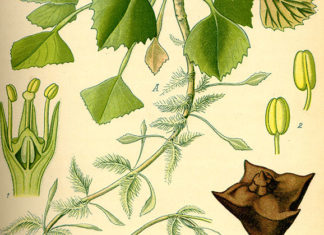 La castagna d’acqua 1658 0 la_castagna_d_acqua