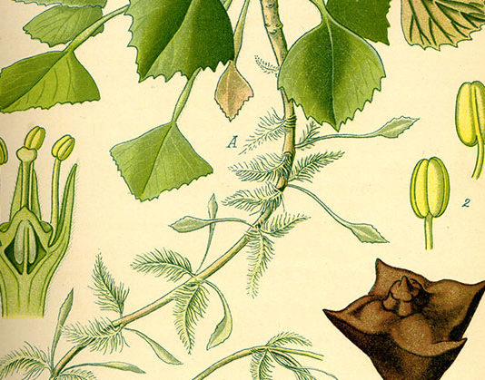 La castagna d’acqua 1658 0 la_castagna_d_acqua