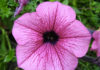 La petunia 1659 0 la_petunia_ok
