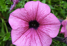 La petunia 1659 0 la_petunia_ok