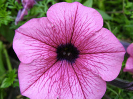 La petunia 1659 0 la_petunia_ok