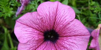 La petunia 1659 0 la_petunia_ok
