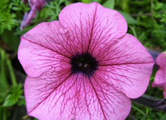 La petunia 1659 0 la_petunia_ok
