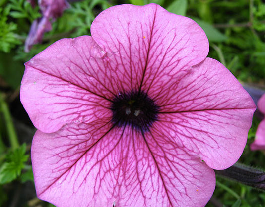 La petunia 1659 0 la_petunia_ok