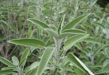 La salvia 1660 0 la_salvia