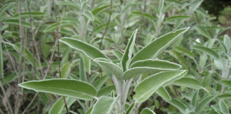 La salvia 1660 0 la_salvia