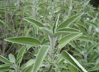 La salvia 1660 0 la_salvia