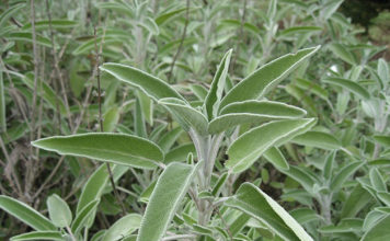 La salvia 1660 0 la_salvia