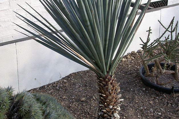 La yucca 1661 0 la_yucca