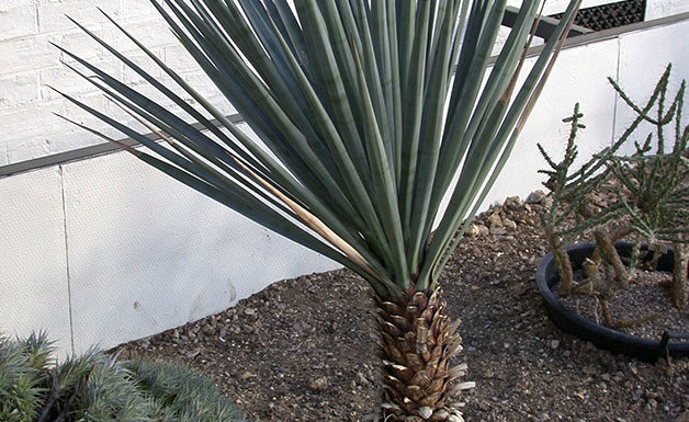 La yucca 1661 0 la_yucca