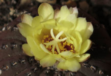 La frailea 1663 0 la_frailea