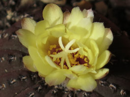 La frailea 1663 0 la_frailea