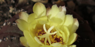 La frailea 1663 0 la_frailea