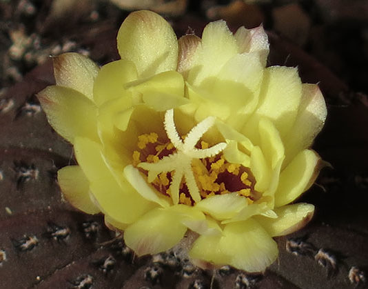 La frailea 1663 0 la_frailea