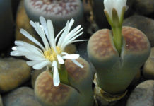 I “sassi viventi” 1665 0 i_sassi_viventi