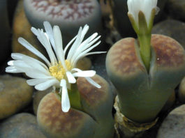 I “sassi viventi” 1665 0 i_sassi_viventi