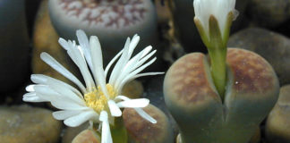 I “sassi viventi” 1665 0 i_sassi_viventi