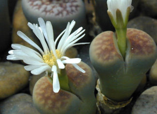 I “sassi viventi” 1665 0 i_sassi_viventi