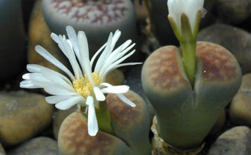 I “sassi viventi” 1665 0 i_sassi_viventi