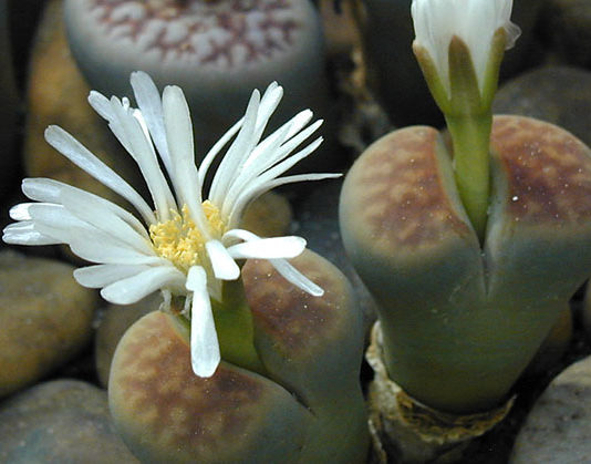 I “sassi viventi” 1665 0 i_sassi_viventi