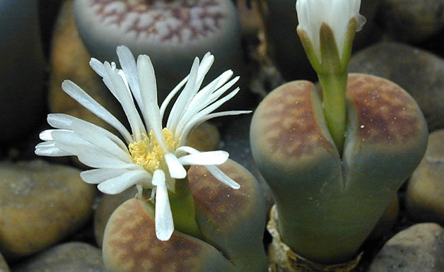 I “sassi viventi” 1665 0 i_sassi_viventi