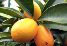 Il mandarino cinese 1666 0 il_mandarino_cinese