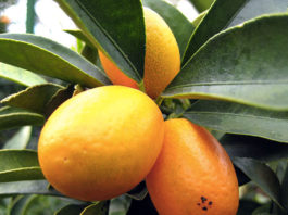 Il mandarino cinese 1666 0 il_mandarino_cinese