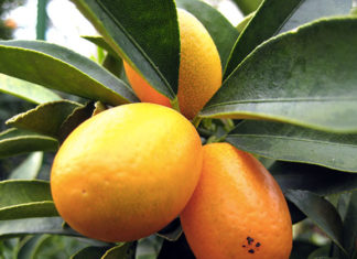 Il mandarino cinese 1666 0 il_mandarino_cinese