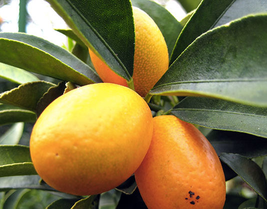 Il mandarino cinese 1666 0 il_mandarino_cinese