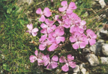 Il garofano dei poeti 1667 0 il_garofano_dei_poeti