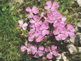 Il garofano dei poeti 1667 0 il_garofano_dei_poeti