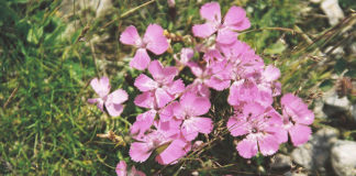 Il garofano dei poeti 1667 0 il_garofano_dei_poeti