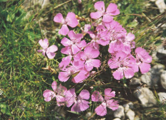 Il garofano dei poeti 1667 0 il_garofano_dei_poeti