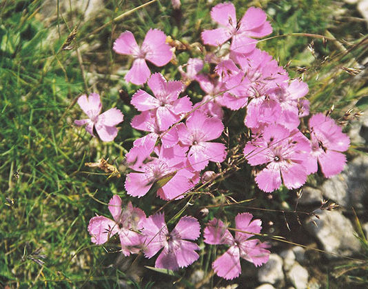 Il garofano dei poeti 1667 0 il_garofano_dei_poeti