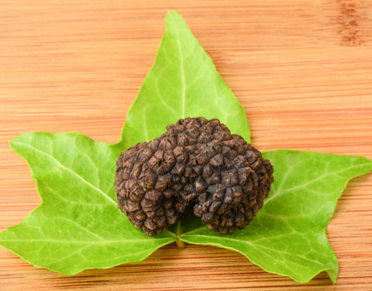 Il tartufo 1669 0 il tartufo_ok