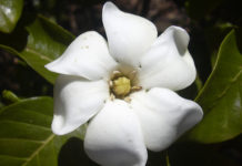 La gardenia 1677 0 la_gardenia