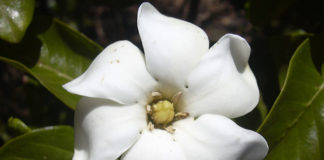 La gardenia 1677 0 la_gardenia