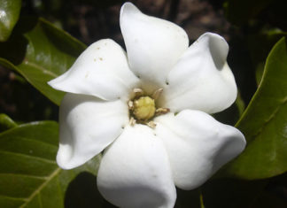 La gardenia 1677 0 la_gardenia