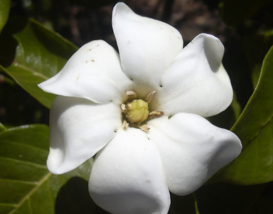 La gardenia 1677 0 la_gardenia