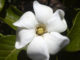 La gardenia 1677 0 la_gardenia