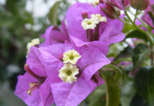La bougainvillea 1678 0 la_bougainvillea
