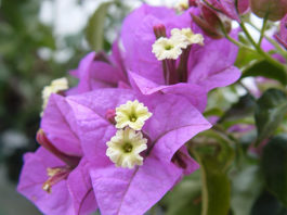 La bougainvillea 1678 0 la_bougainvillea