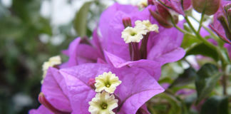 La bougainvillea 1678 0 la_bougainvillea