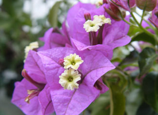 La bougainvillea 1678 0 la_bougainvillea