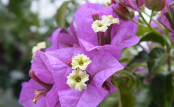 La bougainvillea 1678 0 la_bougainvillea