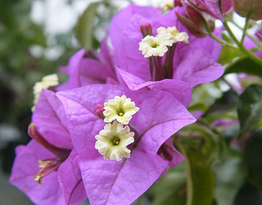 La bougainvillea 1678 0 la_bougainvillea