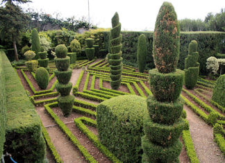 Quando potare le piante 1679 0 quando_potare_le_piante