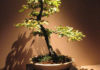 Come potare il bonsai 1680 0 come_potare_il_bonsai