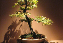 Come potare il bonsai 1680 0 come_potare_il_bonsai