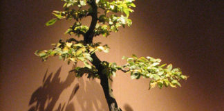 Come potare il bonsai 1680 0 come_potare_il_bonsai